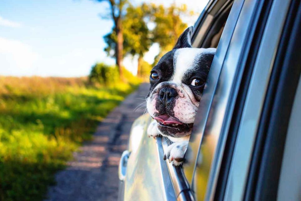 pet life pro_dog travel