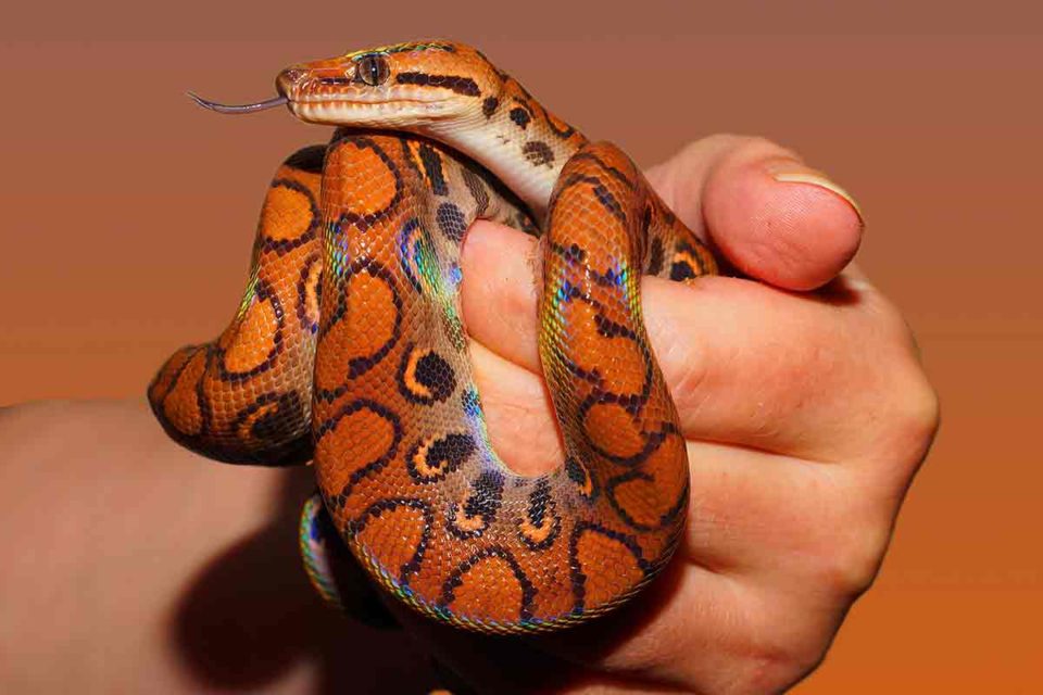 pet life pro_pet snake