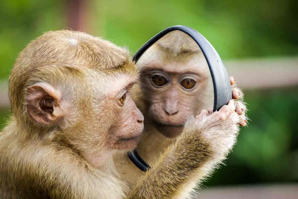 pet life pro_exotic pets_monkey