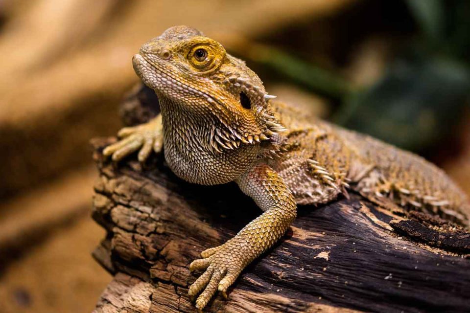 pet life pro-ada mendez-exotic pets-bearded dragons