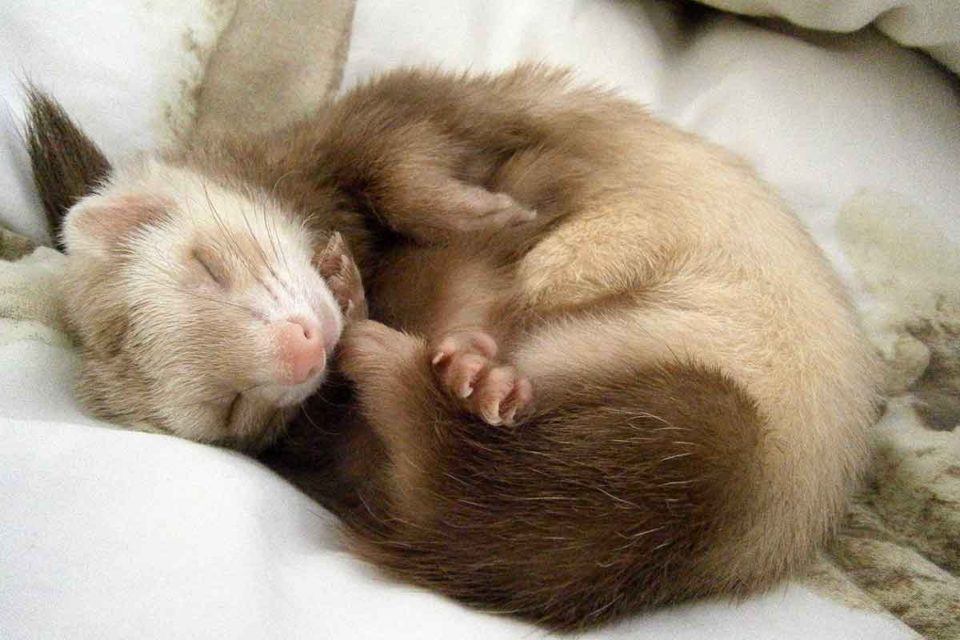 pet life pro-beth rodriguez-ferrets