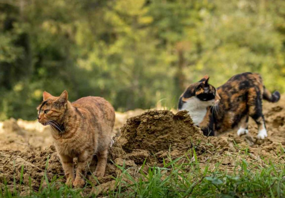 Feral cats can be a health hazard for humans